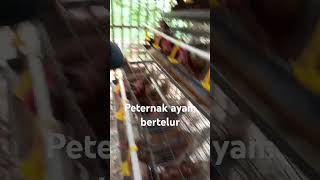 Ternak ayam petelur [upl. by Halladba]