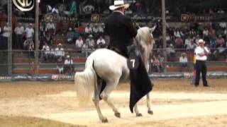 Imponente de La Libertad paso fino en Envigado 2010  Rey de la sabana [upl. by Treulich]