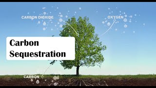 Carbon Sequestration The Key to Healthy Soil  Healthy Planet from Kiss the Ground documentary [upl. by Aila545]