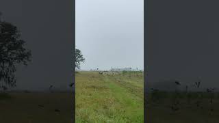 Dove season 2024 dovehunt shorts hunting [upl. by Yereffej]