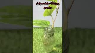 How To grow betel leaf plant from cutting [upl. by Epolulot]