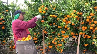 69 Million Tons Of Citrus In America Are Produced This Way  American Farming [upl. by Acirt998]