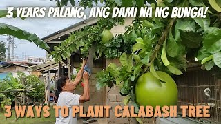 HOW TO PLANT CALABASH TREE [upl. by Couhp826]