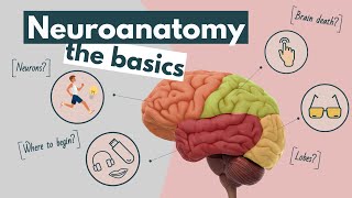 Brain anatomy and function an overview  Neuroscience basics [upl. by Erbua]