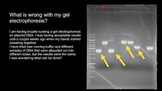 How to interpret Plasmid DNA Gel Electrophoresis results [upl. by Annahsal]