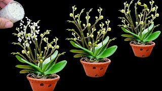 Magical trick to help orchids grow 100 branches and bloom all year round [upl. by Siladnerb]