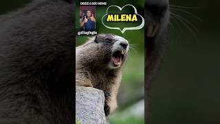 marmota gritando meme marmota chamando o nome Milena shorts [upl. by Savil]