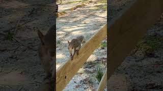 Squirrel Must Have Watched the Summer Olympics as He Did a Balance Beam Walk at Gemini Springs Park [upl. by Meador601]