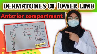 Lower Limb Dermatomes Unveiled The Easy Way to Understand [upl. by Tharp]