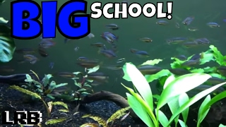 Large School of Rainbowfish Dwarf Neon and Ornate 75 gal Planted Community Tank [upl. by England148]