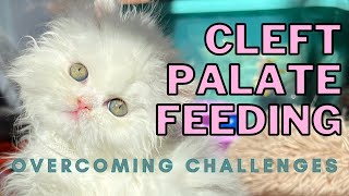 How Chouchou Eats Cleft Palate Kitten Feeding [upl. by Novets]