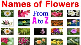 Names of Flowers with Pictures from A to Z [upl. by Byrom]