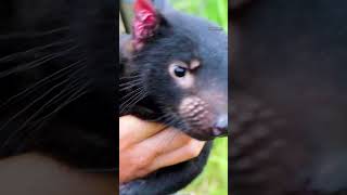 A day at Devils at Cradle in Discover Tasmania’s spectacular Cradle Mountain This beautiful sanctuary is at the forefront of Tasmanian Devil and Quoll conservation ad DiscoverTasmania [upl. by Roee]