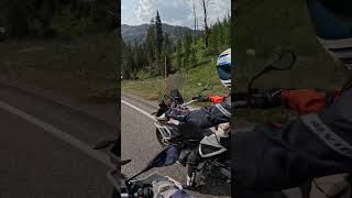 Tourons Please Stop Harassing Yellowstone Wildlife with Your Purse Dogs bmwr1250gs [upl. by Blunk488]