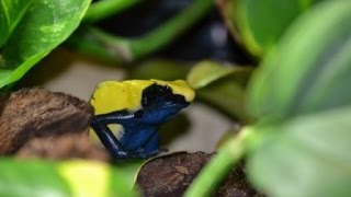 dendrobates tinctorius citronella Paarung Ruf Qu [upl. by Stanhope]