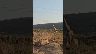 Africa at its very Best  Lion and Cheetah🐆 Park HARARE ZIMBABWE [upl. by Yderf454]