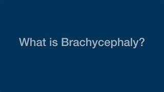 What Is Brachycephaly [upl. by Pammie]