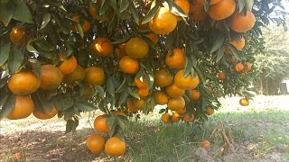 orange plant full of Oranges [upl. by Lorre]