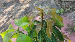 Orange Essence on Florida rootstock in California [upl. by Chantalle]