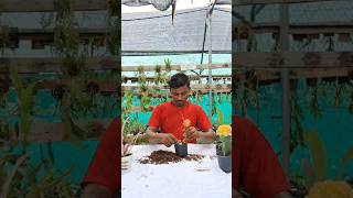 Hoya dischidia propagation from cuttings plants shorts youtubeshorts trending short video diy [upl. by Enyamert]