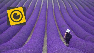 I colori della Provenza campi di lavanda girasoli borghi medievali [upl. by Orabel]