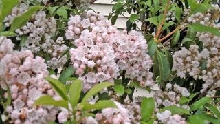 Mountain Laurel  More Than a Rhododendron  Kalmia latifolia [upl. by Hynda144]