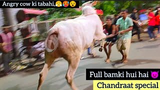 Most dangerous cow unloading video destroyed everyone 2024 angrycowvideo angrycow shorts trend [upl. by Puttergill]