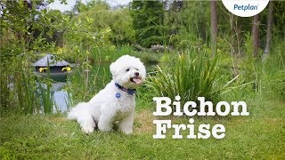 Bichon Frise Breed Information Temperament Lifespan amp more  Petplan [upl. by Onitsuj]