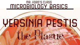 Yersinia pestis  The Plague  Microbiology Lectures [upl. by Aytida]