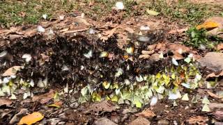 Butterflies paroxysm at Kaeng Krachan National Park TH part 2 [upl. by Cock]