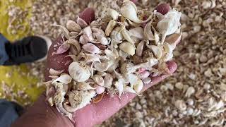 22 May 2024 मंदसौर मंडी का लहसुन का भाव  Aaj Ka Lahsun Bhav  Fresh Raw Garlic Rates  Garlic Rate [upl. by Aerdnua469]