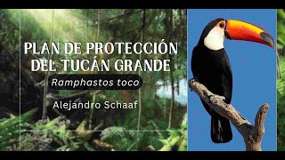 Conservación del Tucán Ramphastos toco [upl. by Nace]