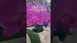 How to grow Orchids from leavespropagation shortsindooindoorsplants [upl. by Laius]