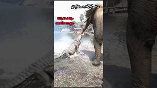 elephants fate പാവം ആനയുടെ വിധി [upl. by Marian327]