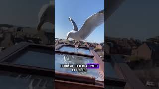 Une Mouette Sauvée  LAmitié Inattendue entre un Garçon et une Mouette mouette shorts [upl. by Ceil]