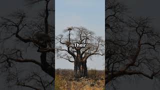 Baobab Tree natures silent guardian [upl. by Frost]