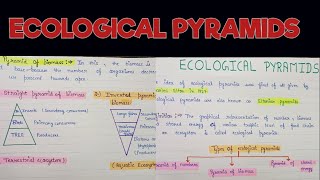 Ecological pyramids  Ecological pyramids in ecosystem  Ecological pyramids and its types [upl. by Claribel]