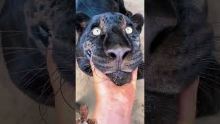 Big Cat Chin Scratches amp Boops AMAZING tiger catscratch bigcat animals [upl. by Mike]