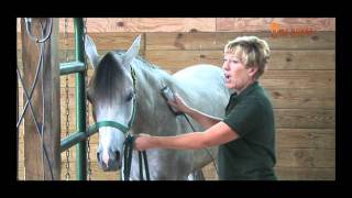 Clipping a Horse Desensitization Techniques [upl. by Morgan]