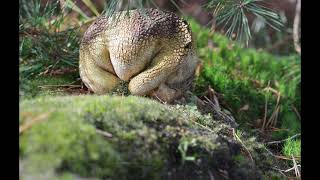 Wezepsche heide met veel mooie paddenstoelen [upl. by Enahpets]