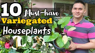 TOP 10 MUSTHAVE VARIEGATED HOUSEPLANTS [upl. by Vanzant838]