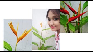 5 caring tips for heliconia plantsइन 5 तरीको से करे हेलिकॉनिया प्लांट की देखभाल।। [upl. by Abbub]