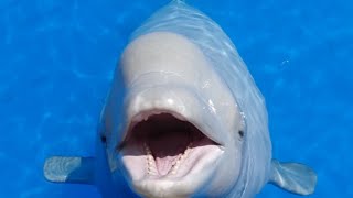 Cheerful Beluga Whale Approaches and Vocalizes  Tries to Communicate Spits amp Engages in Waterplay [upl. by Crescentia]