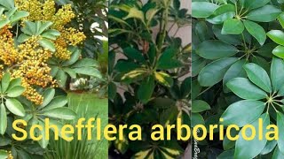 Schefflera arboricola tudo o que você precisa saber [upl. by Nnyleahs]