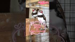 Diamond Firetail finch  FawnDiamondFinch  Big size finch sparrows [upl. by Nuris]