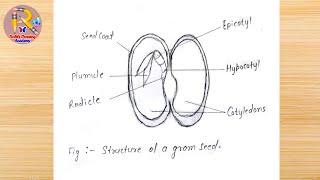 How to draw structure of seed  Structure of bean seed  labeled diagram of seed  seed drawing [upl. by Issie307]