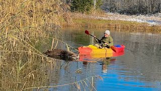 Theres a Dead Moose in Our Pond [upl. by Nadabas]