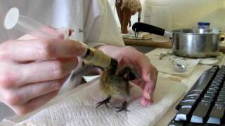 Handfeeding 11day old baby dove [upl. by Hayikat457]