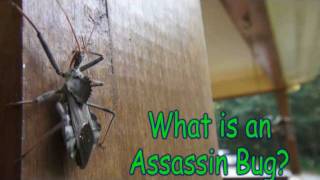 Assassin Bugs in the Garden Caution [upl. by Francis]