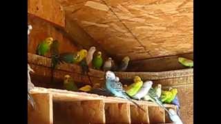 Outside parakeets aviary [upl. by Gresham]